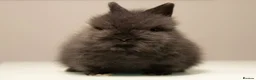 Lionhead rabbits for sale: *Reduced* Quality Double-maned Lionhead Rabbits - Advert 1