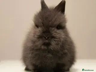 Lionhead rabbits *Reduced* Quality Double-maned Lionhead Rabbits - Advert 6