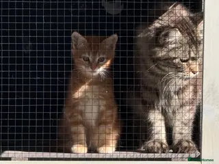 Mixed Breed cats Mainecoon x - Advert 6