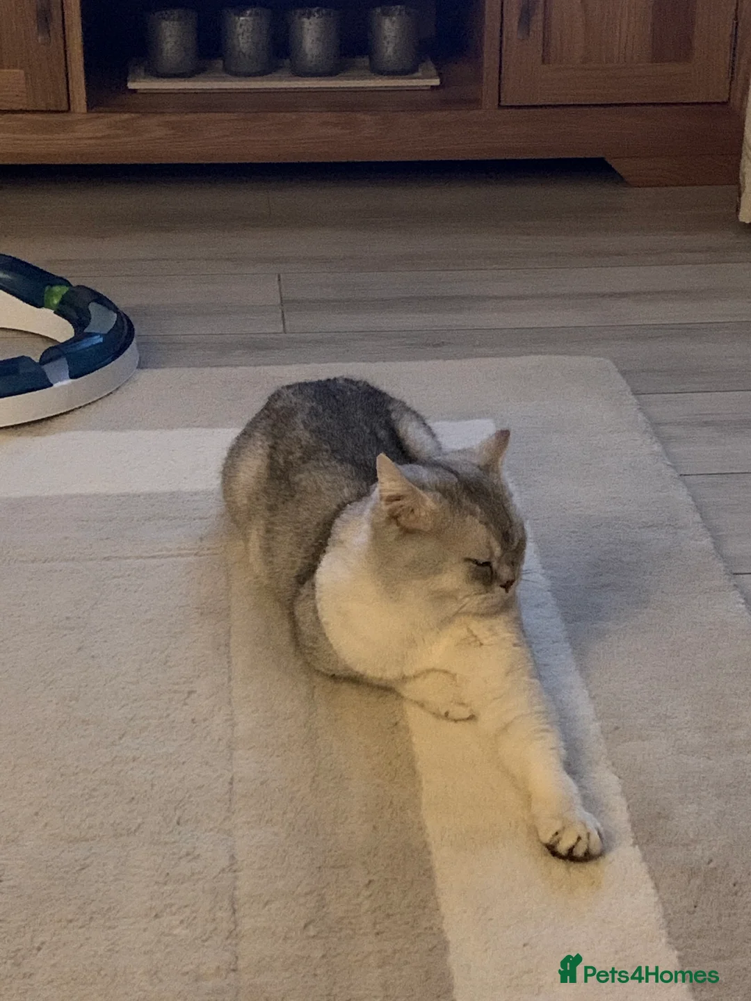 Scottish Fold cats for stud: Scottish straight cat for stud duties in Southampton - Advert 3