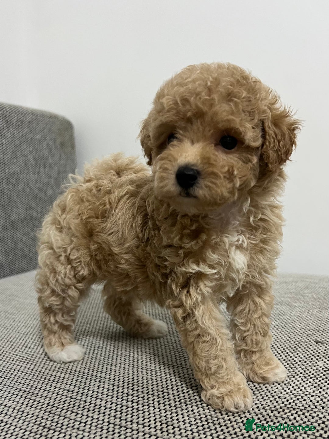 Maltipoo dogs for sale: ✨ Maltipoo F1B females – Ready 1st December ✨ - Advert 11