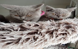 Brazilian Shorthair cats for sale: Beautiful blues Bristh short hair - Image 5