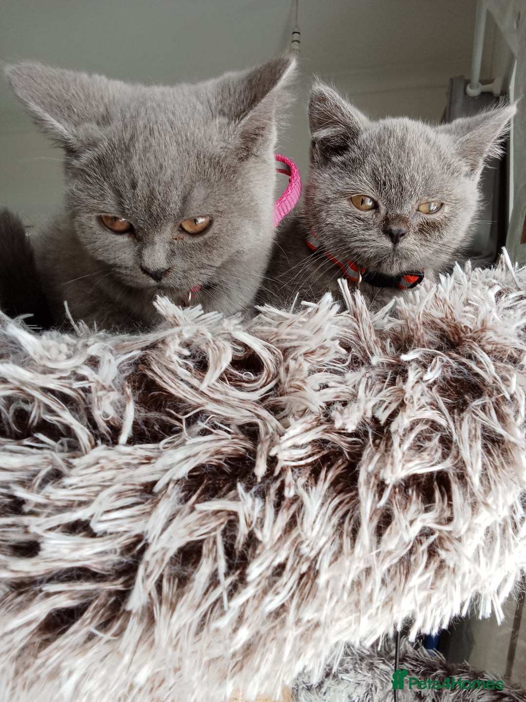 Brazilian Shorthair cats for sale: Beautiful blues Bristh short hair - Image 5