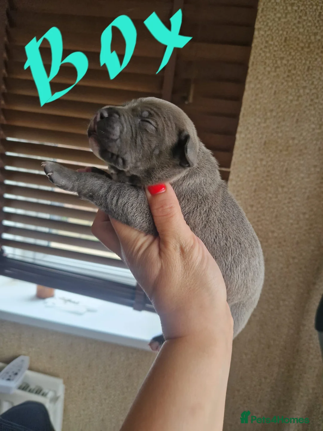 Staffordshire Bull Terrier dogs for stud: Proven Beautiful Blue Staff Stud in Walsall - Advert 10