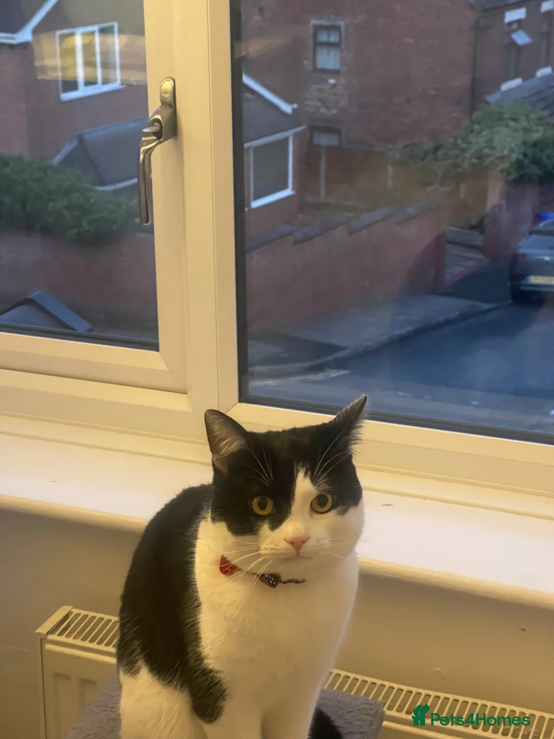 Mixed Breed cats for sale: NEED GONE! OPEN TO OFFERS. COMES WITH ESSENTIALS! - Advert 2