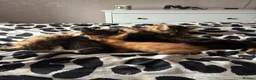 Mixed Breed cats for sale: Gorgeous boys ready now  - Advert 7