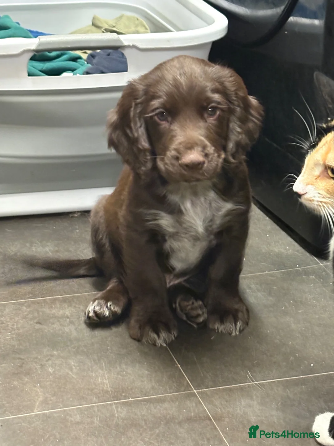 Cocker Spaniel dogs for sale: Working Cocker Spaniel Puppies  - Advert 2