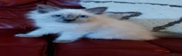Birman cats for sale: Birman kittens - Advert 8