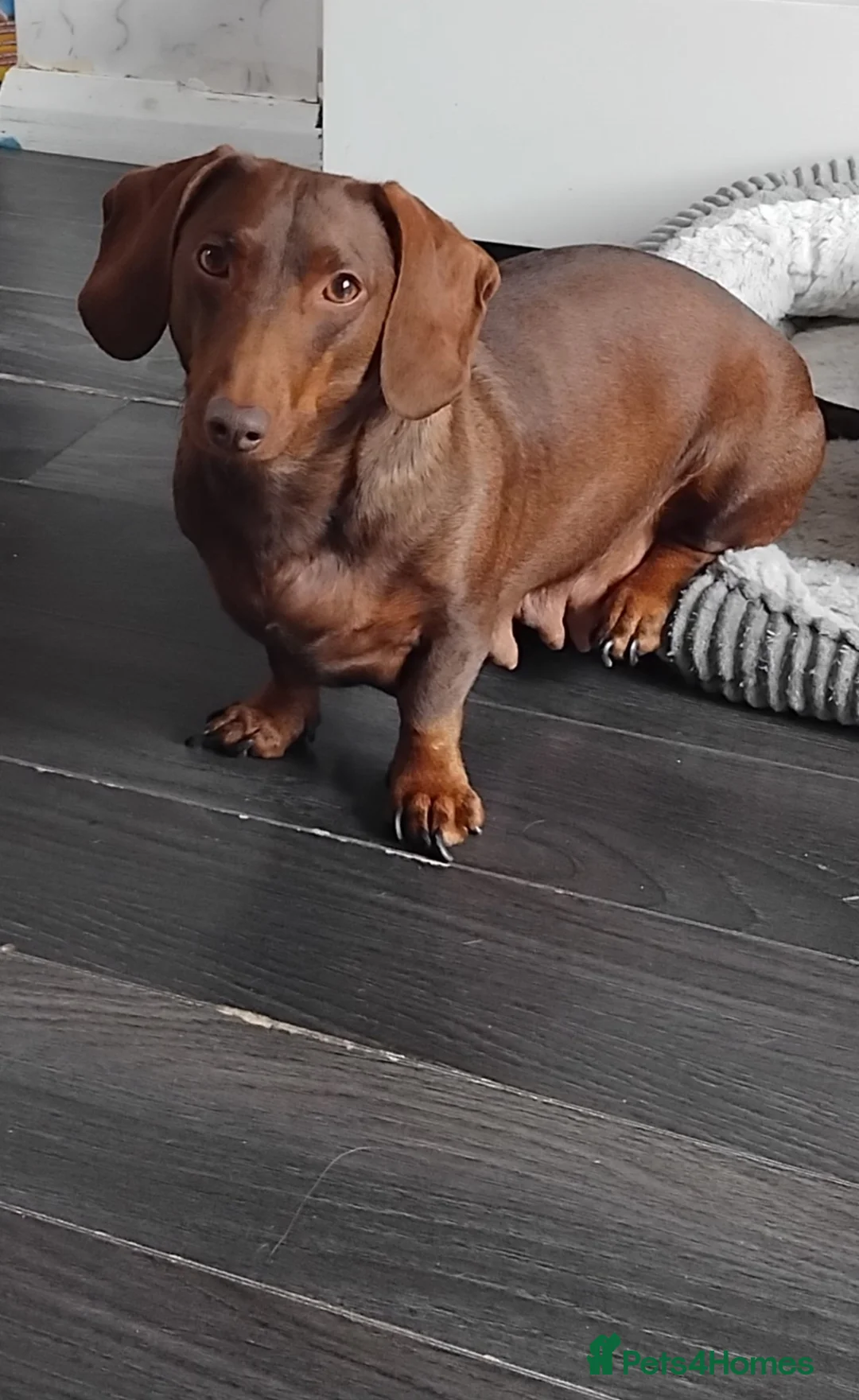 Dachshund dogs for sale: Puppies  - Advert 4