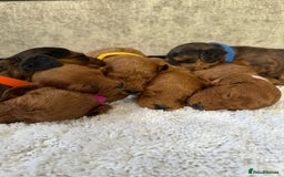 Cockapoo dogs for sale: 🌟 8 beautiful F1 b cockapoo puppies 🌟 - Image 5