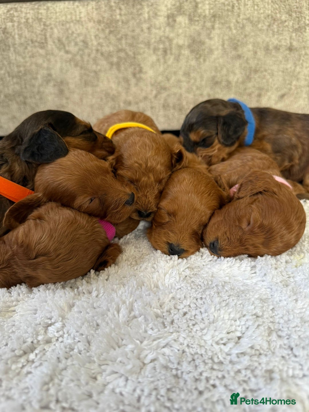 Cockapoo dogs for sale: 🌟 8 beautiful F1 b cockapoo puppies 🌟 - Image 5