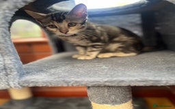 Bengal cats for sale: 🐾 TICA Registered Bengal Kittens-Ready Now  🐆🥰 - Image 30