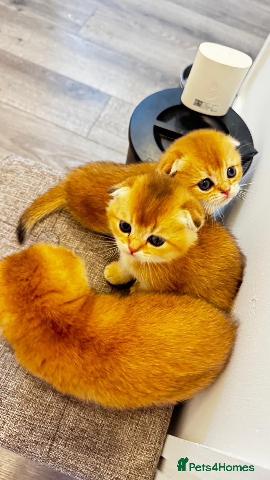 Scottish Fold cats Cute 🥰 Scottish fold TICA register  - Advert 8
