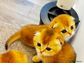 Scottish Fold cats Cute 🥰 Scottish fold TICA register - Advert 8