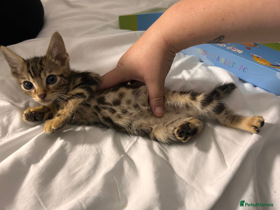 Bengal cats for sale: Beautiful bengal  - Image 5