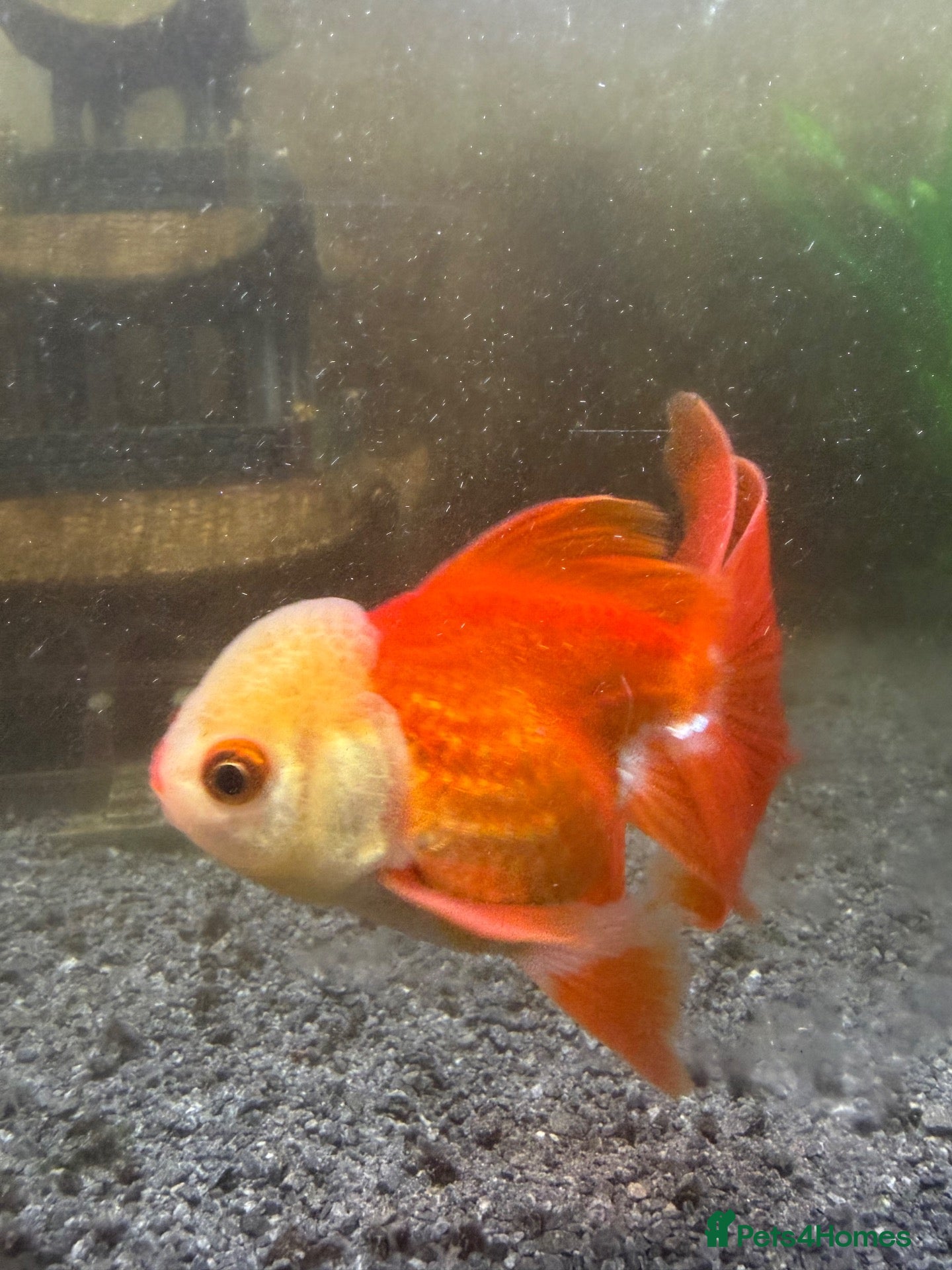 Fancy Goldfish fish 2x fancy goldfish  - Advert 9