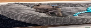 Italian Greyhound 2