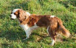 Cavalier King Charles Spaniel dogs for sale: Cavalier king Charles Spaniel - Image 4