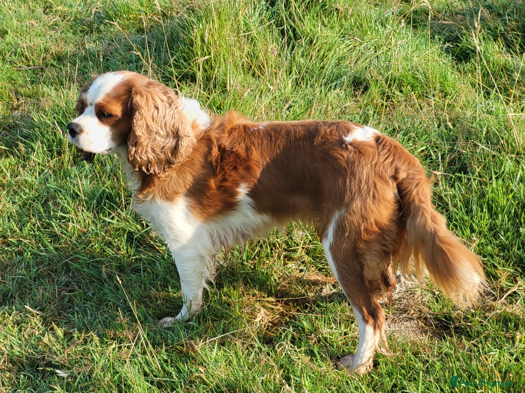 Cavalier King Charles Spaniel dogs for sale: Cavalier king Charles Spaniel - Image 4