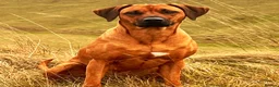 Rhodesian Ridgeback dogs for sale: Wait List Open - Safely Arrived 14th June - Advert 13