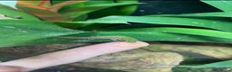 Gecko reptiles for sale: Mauritian Blue Tailed Day Gecko p. Cepediana  - Advert 4