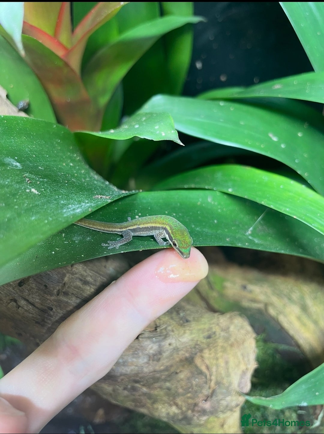 Gecko reptiles for sale: Mauritian Blue Tailed Day Gecko p. Cepediana  - Image 4
