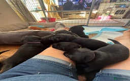Labrador Retriever dogs for sale: Beautiful Labrador pups  - Image 6