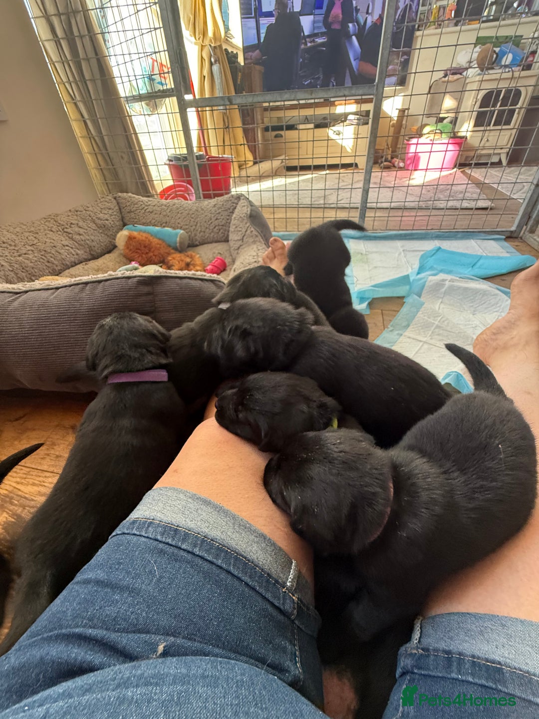 Labrador Retriever dogs for sale: Beautiful Labrador pups  - Image 6