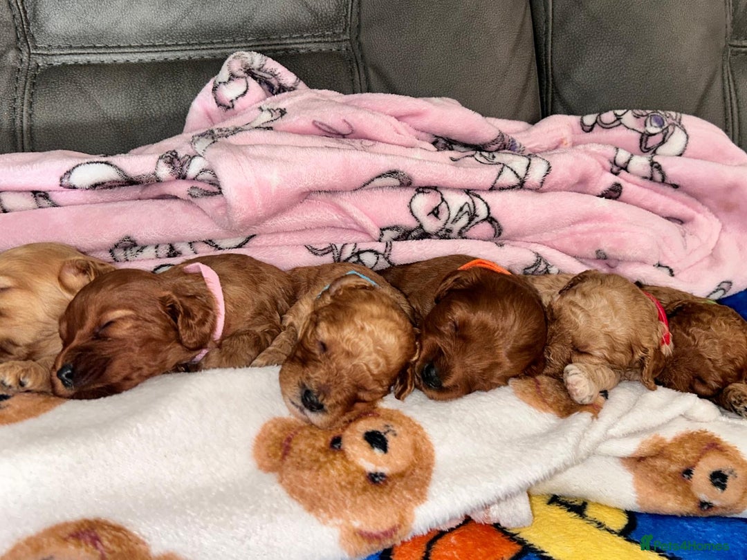 Cavapoo dogs for sale: 🐶F1B STUNNING CAVAPOOS 🐶 - Image 4