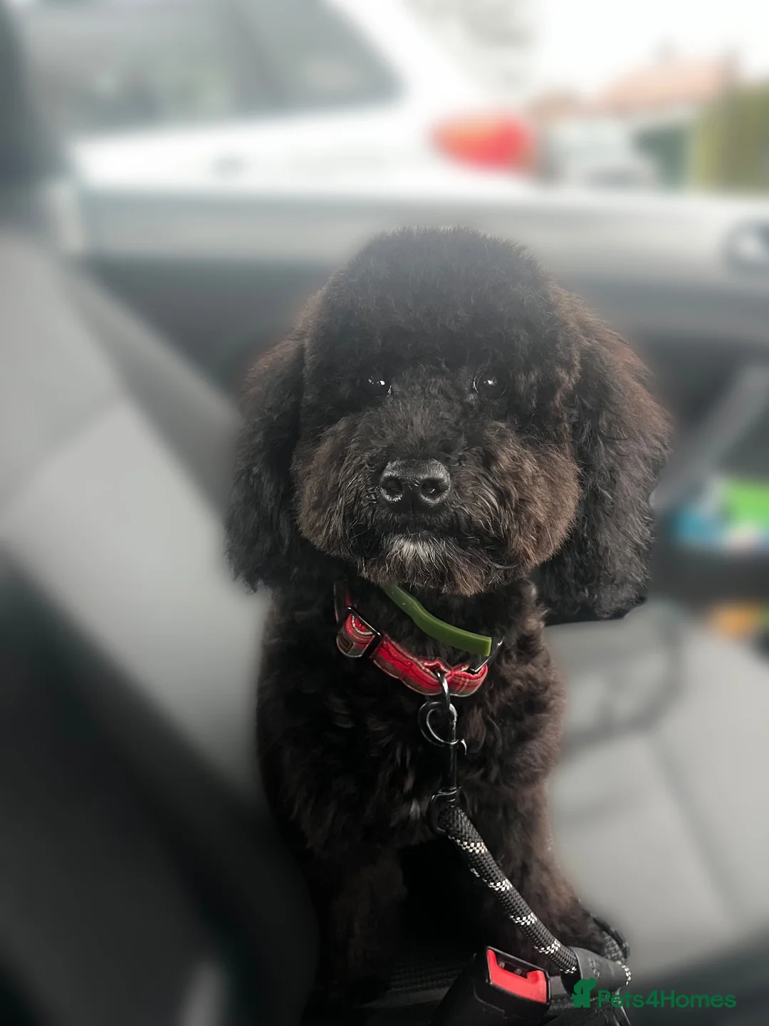 Mini Goldendoodle dogs for stud: 🐶KC Registered F1bb Mini Goldendoodle–Stud Dog! in Dereham - Advert 6