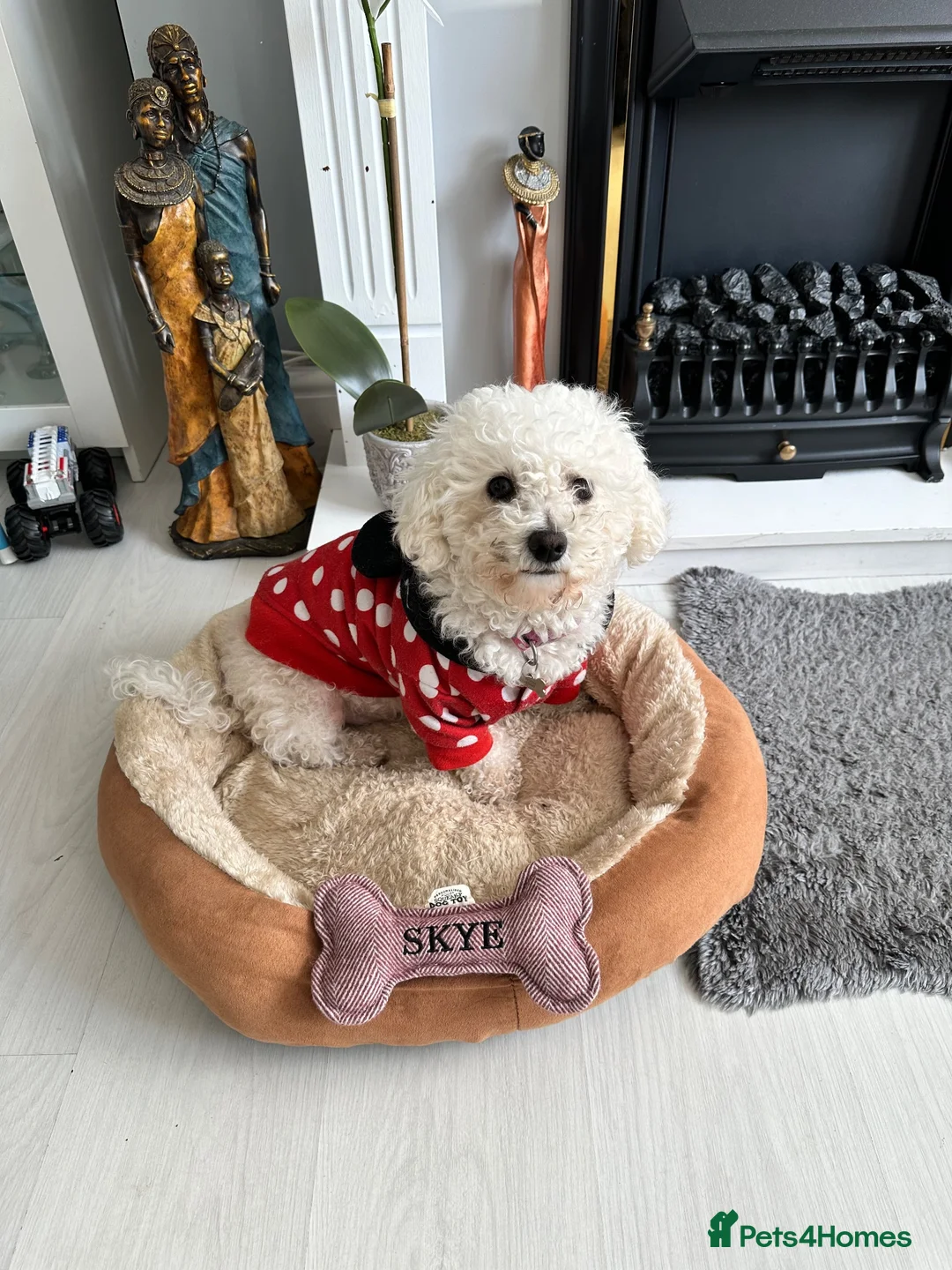 Bichon Frise dogs for sale: Skye - looking for a lovely family in Stoke-on-Trent - Advert 4