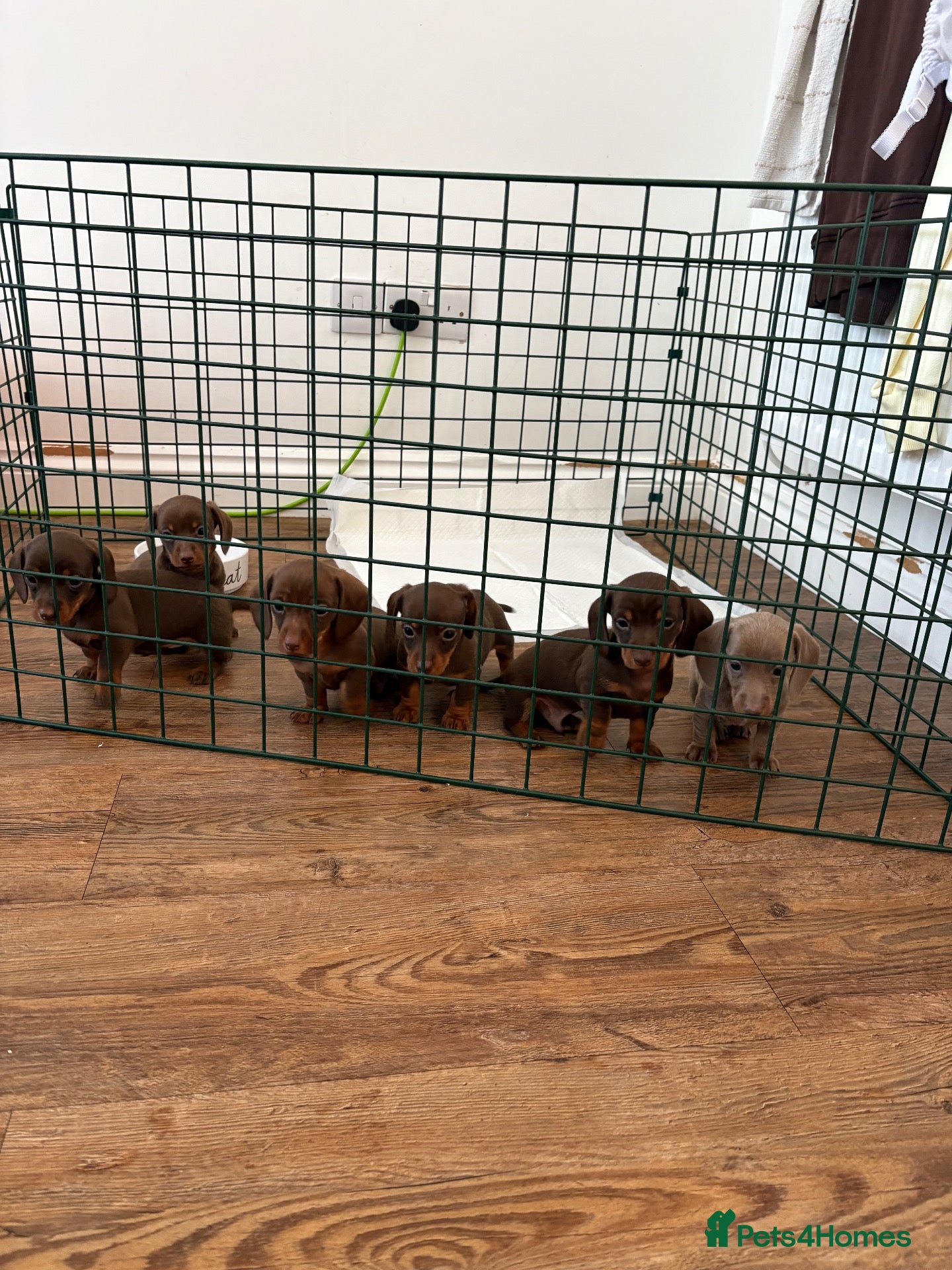 Miniature Dachshund dogs 6 beautiful miniature dachshunds for sale  - Advert 4