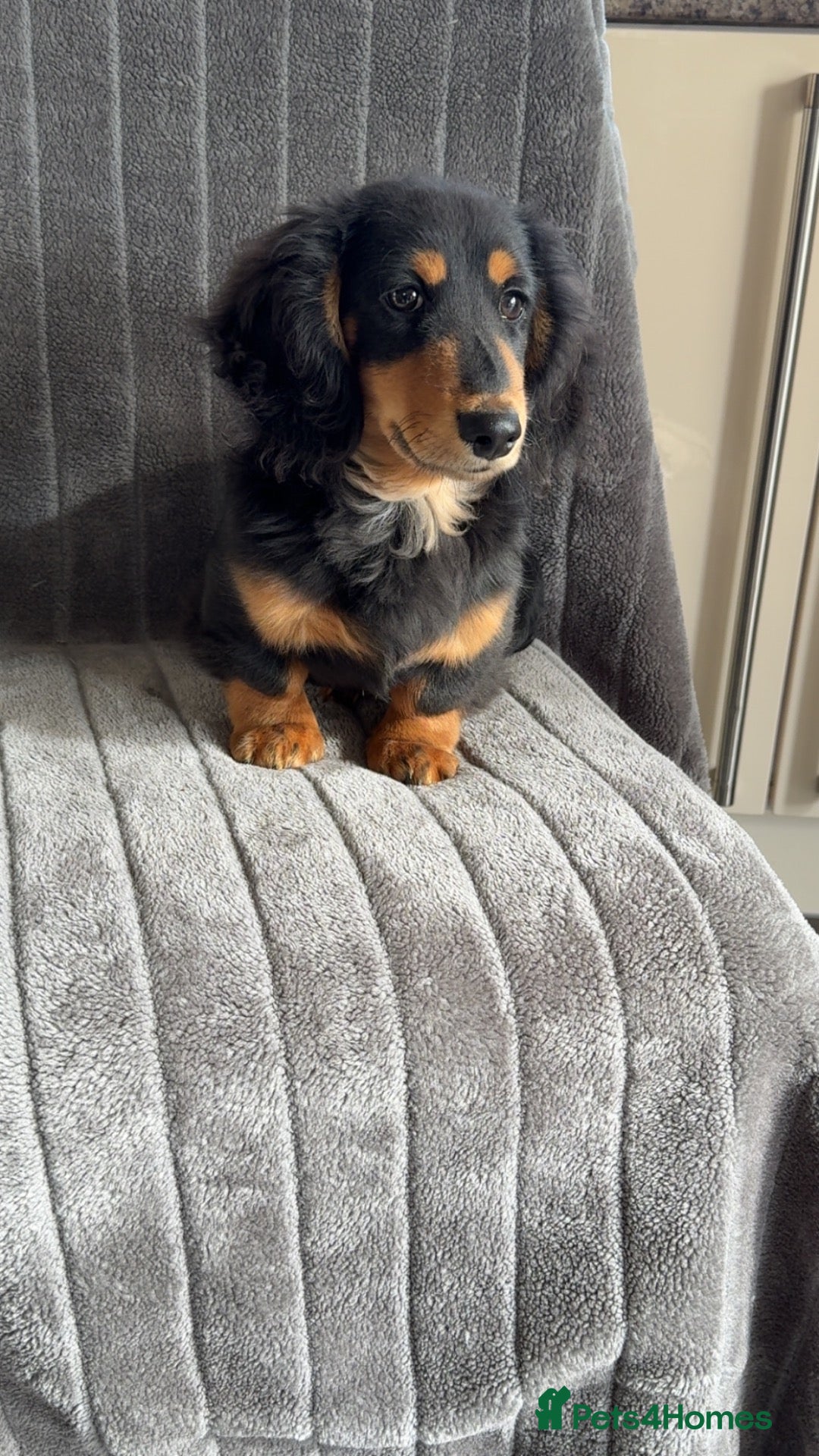 Miniature Dachshund dogs Miniature long haired dachshund male - Advert 11