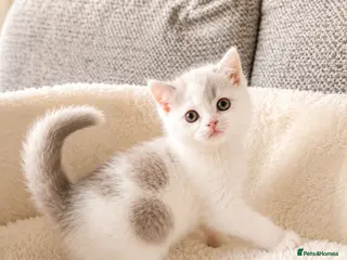 British Shorthair cats Reduded - GCCF & Tica Quality BSH for Sale 🐾 - Advert 11