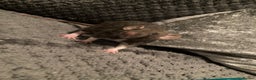 Rat rodents for sale: Rats for sale hull - Advert 4
