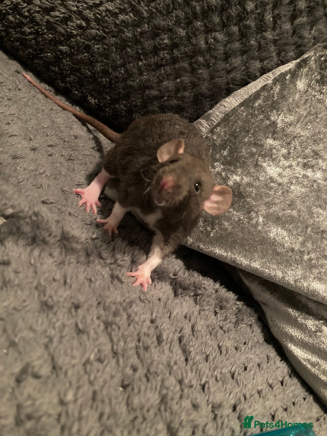 Rat rodents for sale: Rats for sale hull - Advert 4