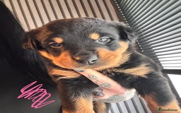 Mixed Breed dogs for sale: Beautiful chunky 3/4 Rottweiler 1/4 sharpei pups  - Image 11