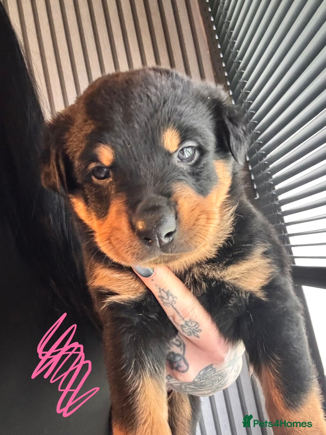 Mixed Breed dogs for sale: Beautiful chunky 3/4 Rottweiler 1/4 sharpei pups  - Image 11