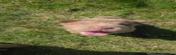 Shar Pei dogs for sale: 5 Shar peis - Advert 5