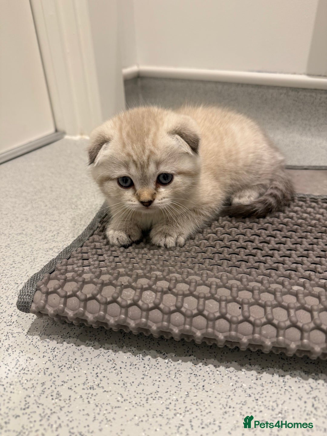 Scottish Fold cats for sale: Scottish Fold Kittens  - Advert 15