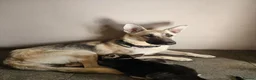 German Shepherd dogs for sale: German shepherd pups in Pontypool - Advert 1