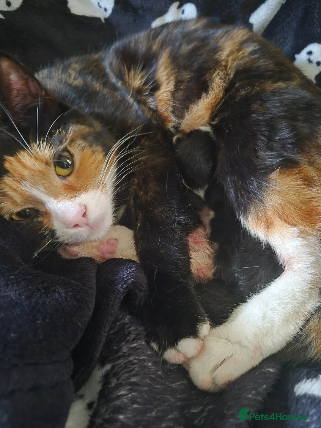 Mixed Breed cats for sale: Kitten in Stoke-on-Trent - Advert 1