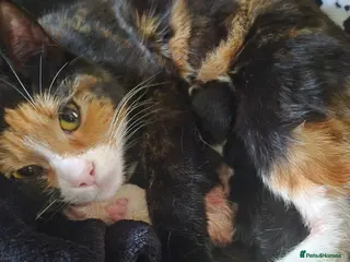 Mixed Breed cats Kitten - Advert 1