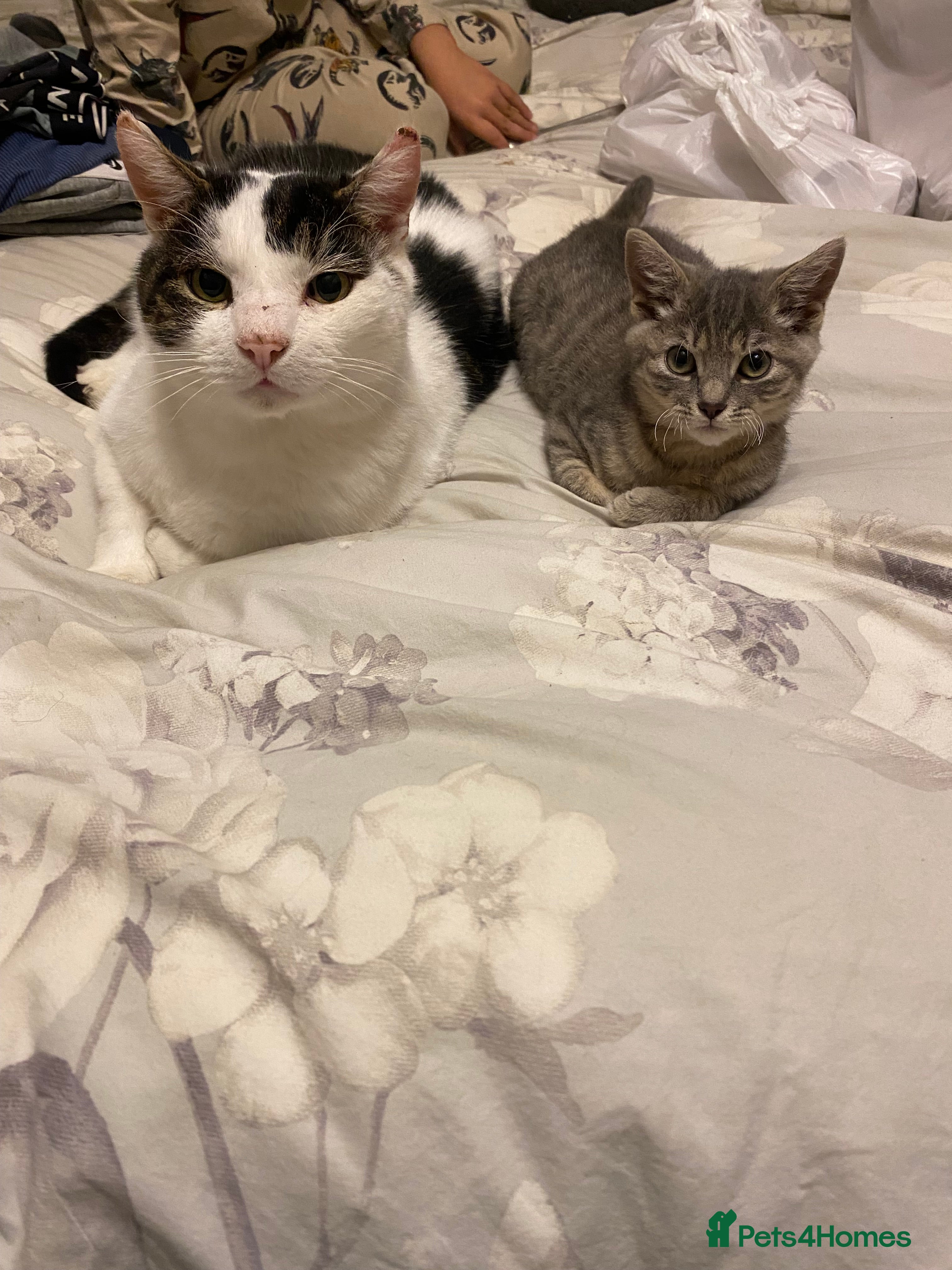 Mixed Breed cats Looking for a forever home for 10year old milo  - Advert 13