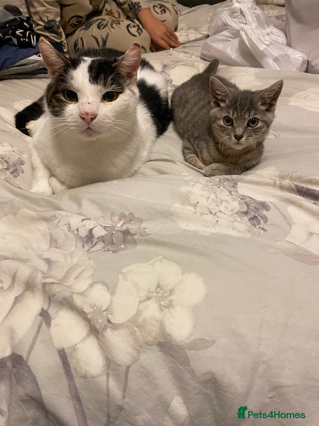 Mixed Breed cats for sale: Looking for a forever home for 10year old milo  - Advert 1