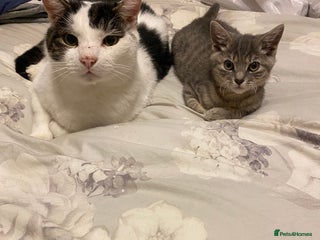 Mixed Breed cats Looking for a forever home for 10year old milo - Advert 13