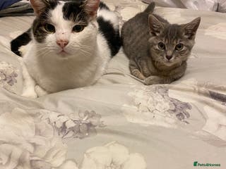 Mixed Breed cats Looking for a forever home for 10year old milo - Advert 10