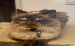 Persian cats for sale: Persians blue eyes  - Image 5