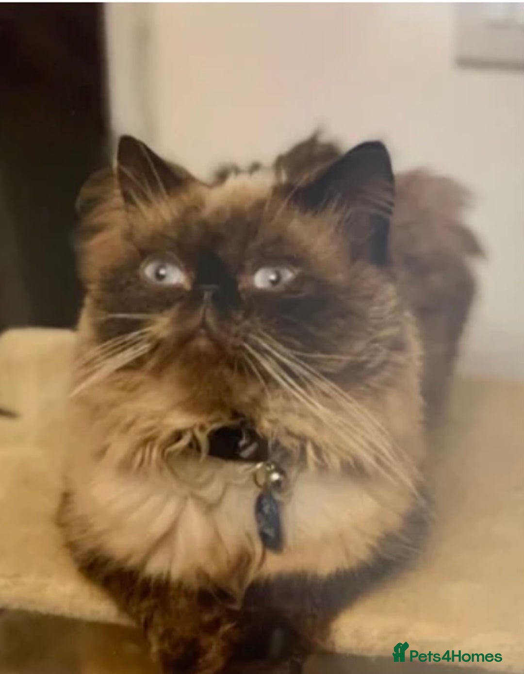 Persian cats for sale: Persians blue eyes  - Image 5