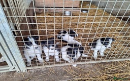 Border Collie dogs for sale: Border Collie pups, ready 25th september - Image 2
